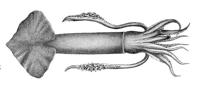 Todarodes pacificus Hoyle