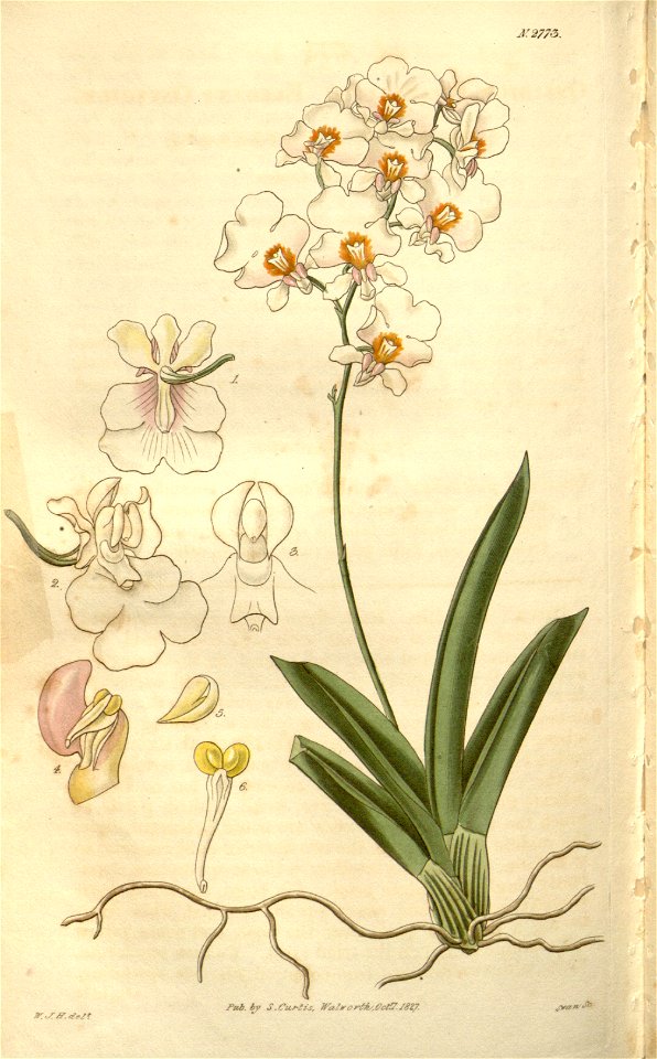 Tolumnia pulchella (as Oncidium pulchellum) - Curtis' 54 (N.S. 1) pl. 2773 (1827)