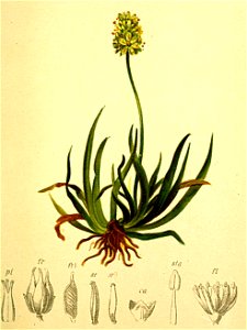 Tofieldia palustris Atlas Alpenflora