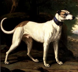 Toegeschreven aan David Klöcker Ehrenstrahl - Turck, hond van Zweedse koning Karl XI (1655-1697) - NMDrh 328 - Nationalmuseum
