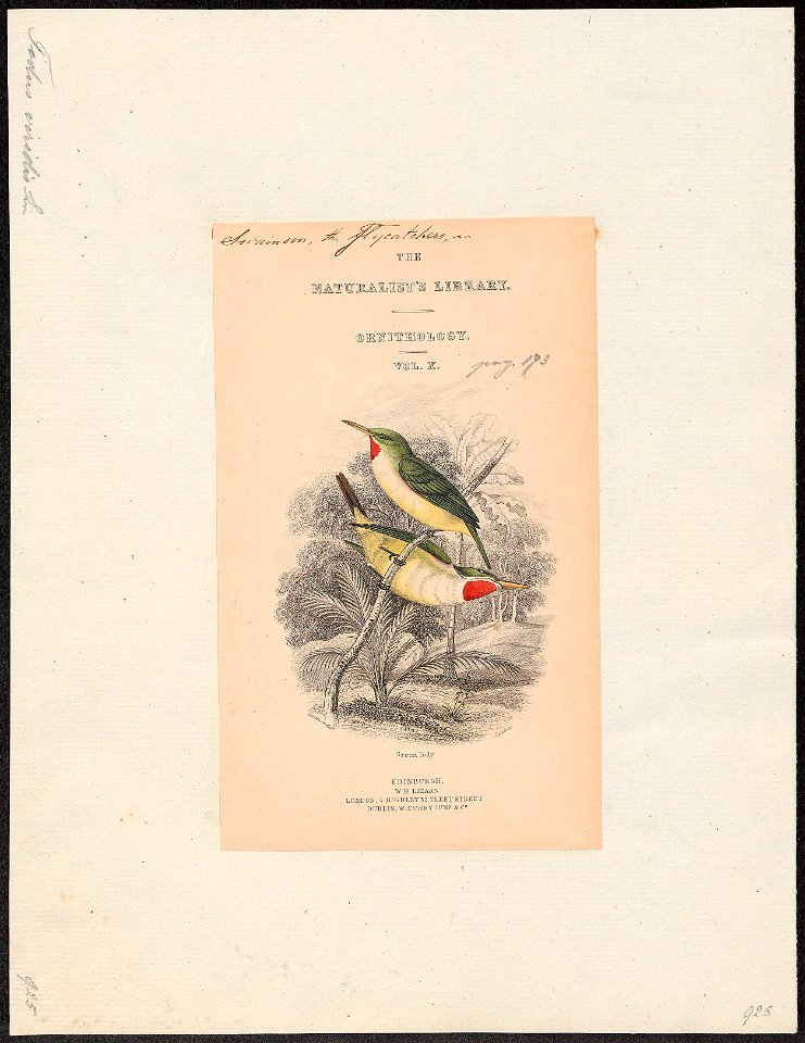 Todus viridis - 1838 - Print - Iconographia Zoologica - Special Collections University of Amsterdam - UBA01 IZ16700307