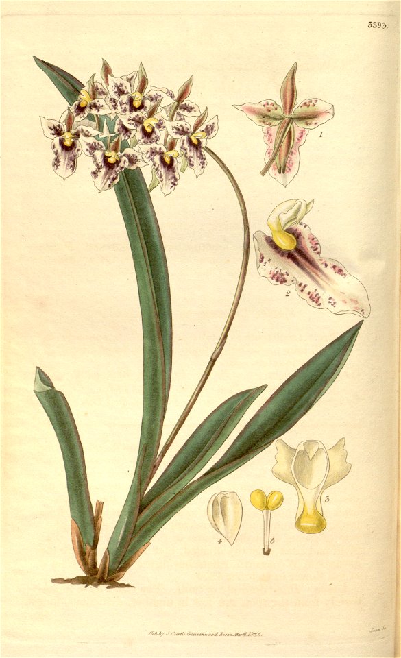 Tolumnia triquetra (as Oncidium triquetrum) - Curtis' 62 (N.S. 9) pl. 3393 (1835)