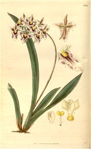 Tolumnia triquetra (as Oncidium triquetrum) - Curtis' 62 (N.S. 9) pl. 3393 (1835). Free illustration for personal and commercial use.