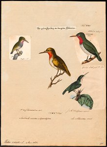 Todus viridis - 1700-1880 - Print - Iconographia Zoologica - Special Collections University of Amsterdam - UBA01 IZ16700305