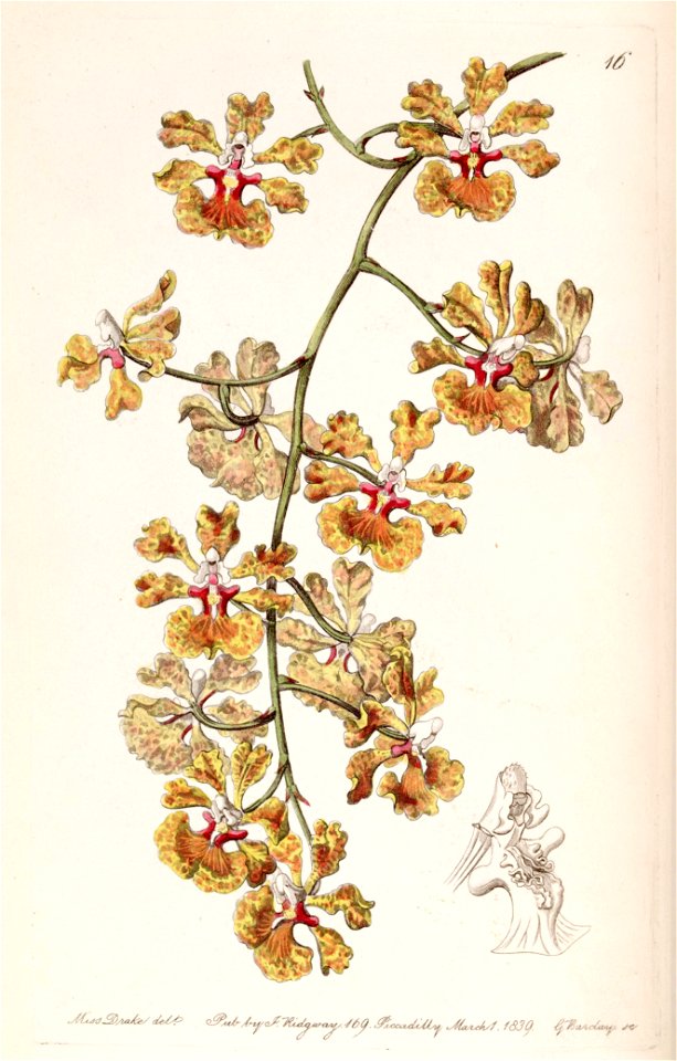 Tolumnia guttata (as Oncidium luridum var. guttatum) - Edwards vol 25 (NS 2) pl 16 (1839)