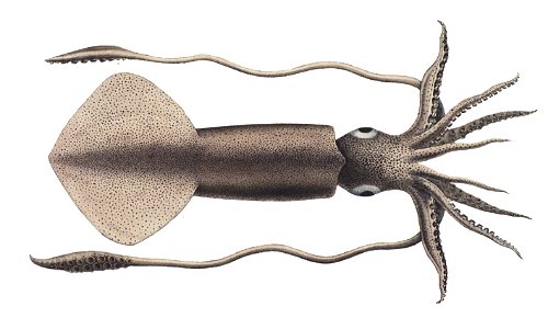 Todarodes sagittatus 2
