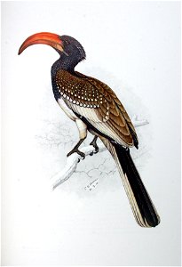 Tockus monteiri00