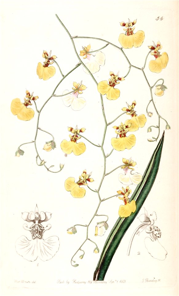 Tolumnia urophylla (as Oncidium urophyllum) - Edwards vol 28 (NS 5) pl 54 (1842)