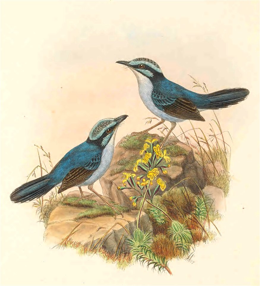 Todopsis grayi - The Birds of New Guinea (cropped)