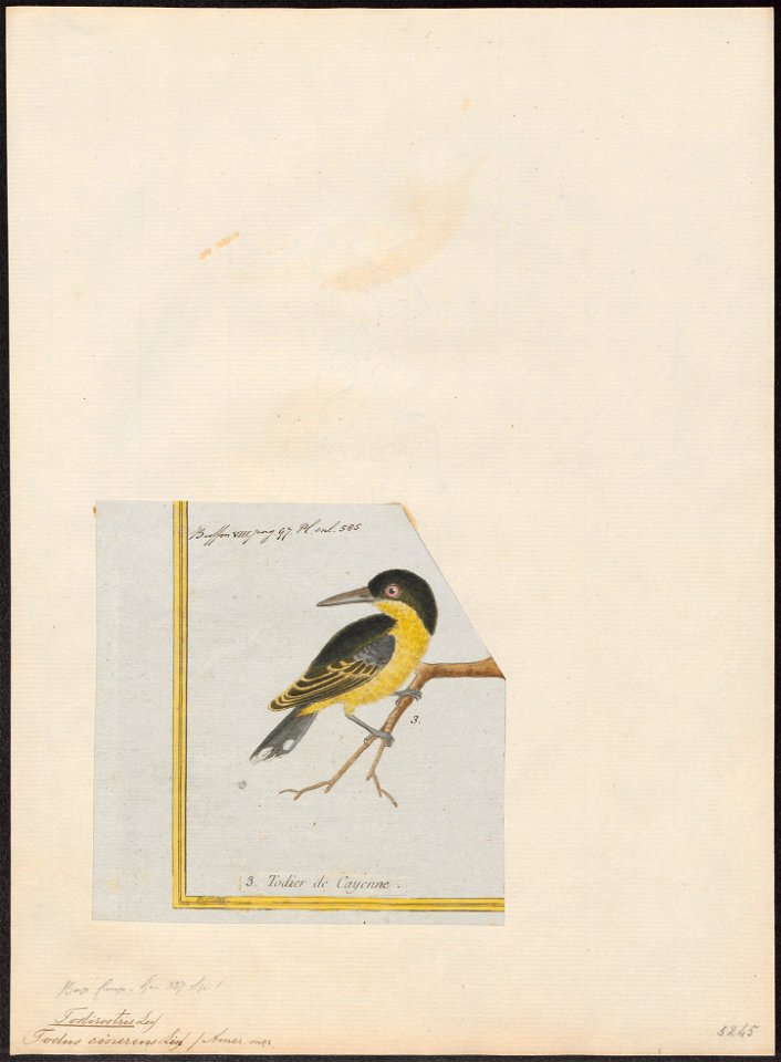 Todirostrum cinereum - 1700-1880 - Print - Iconographia Zoologica - Special Collections University of Amsterdam - UBA01 IZ16500265