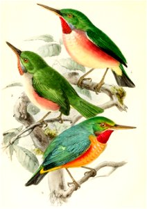 Todus subulatus 1874
