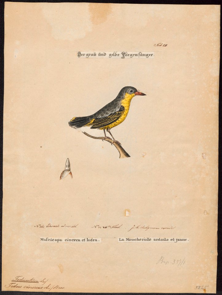 Todirostrum cinereum - 1700-1880 - Print - Iconographia Zoologica - Special Collections University of Amsterdam - UBA01 IZ16500261