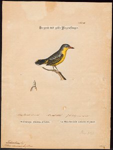 Todirostrum cinereum - 1700-1880 - Print - Iconographia Zoologica - Special Collections University of Amsterdam - UBA01 IZ16500261
