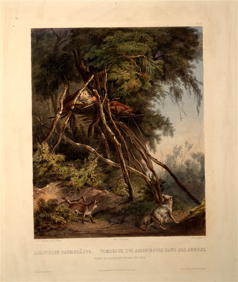 Tombs of Assiniboin indians on trees 0063v