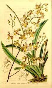 Tolumnia guttata (as Oncidium tricolor) - Curtis' 70 (N.S. 17) pl. 4130 (1844). Free illustration for personal and commercial use.