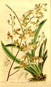 Tolumnia guttata (as Oncidium tricolor) - Curtis' 70 (N.S. 17) pl. 4130 (1844)