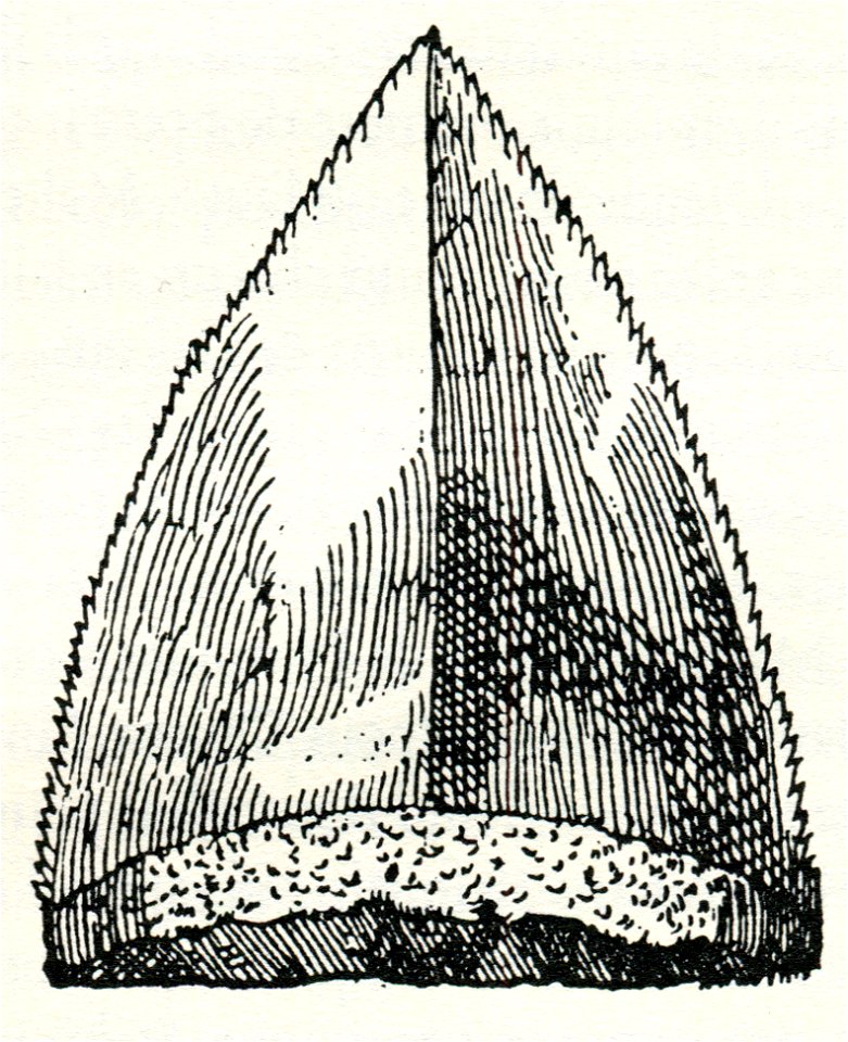 Tongue-shaped mineral which Piny named “glossopetra”, meaning tongue-stone in Greek - Thevet André - 1556