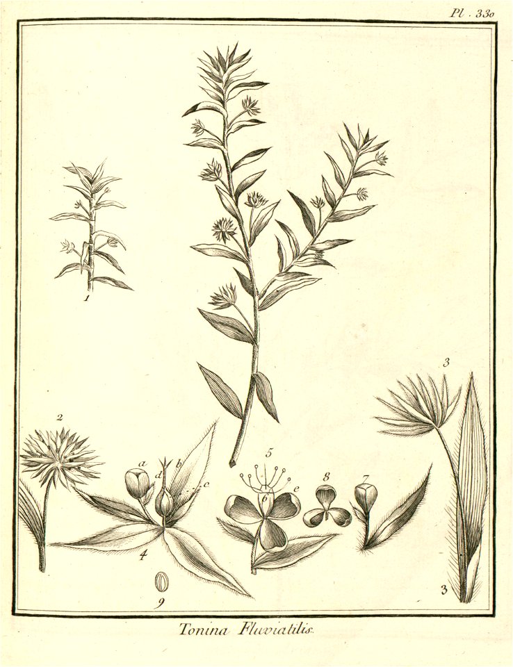Tonina fluviatilis Aublet 1775 pl 330