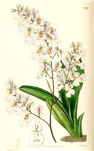 Tolumnia pulchella (as syn. Oncidium pulchellum) - Edwards vol 21 pl 1787 (1836)
