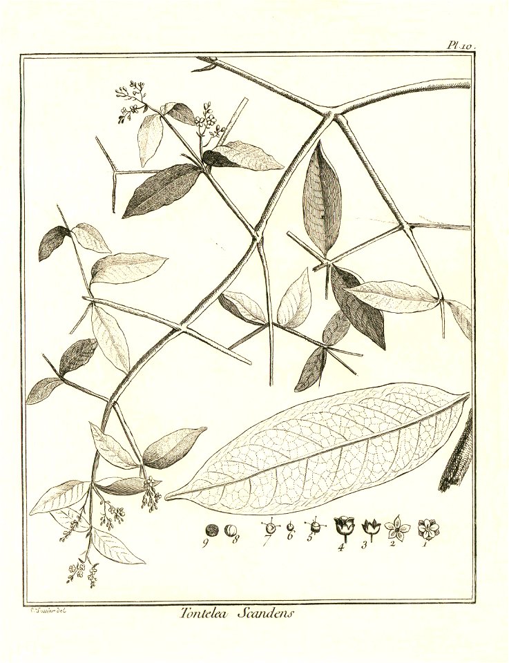 Tontelea scandens Aublet 1775 pl 10