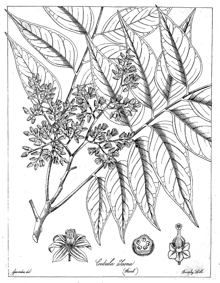 Toona ciliata Govindoo