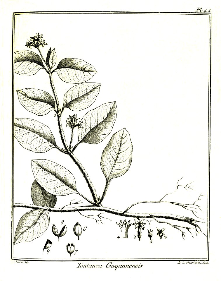 Tontanea guianensis Aublet 1775 pl 42