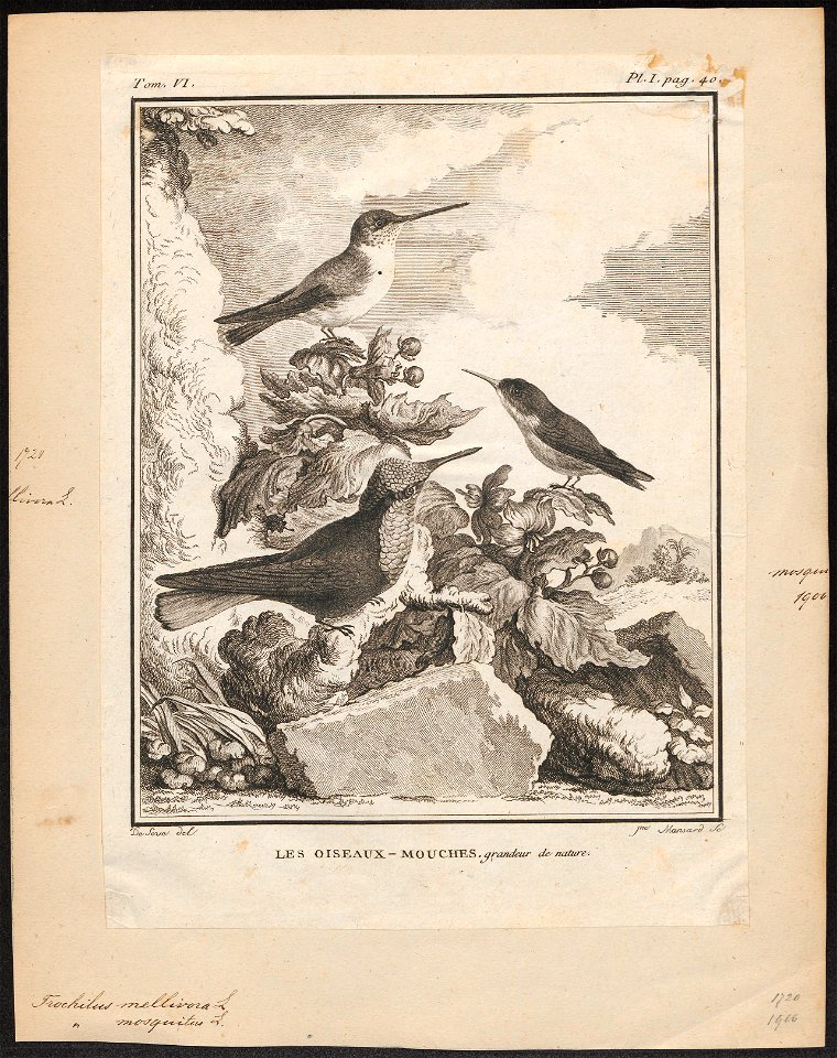Topaza mellivora - 1700-1880 - Print - Iconographia Zoologica - Special Collections University of Amsterdam - UBA01 IZ19100249
