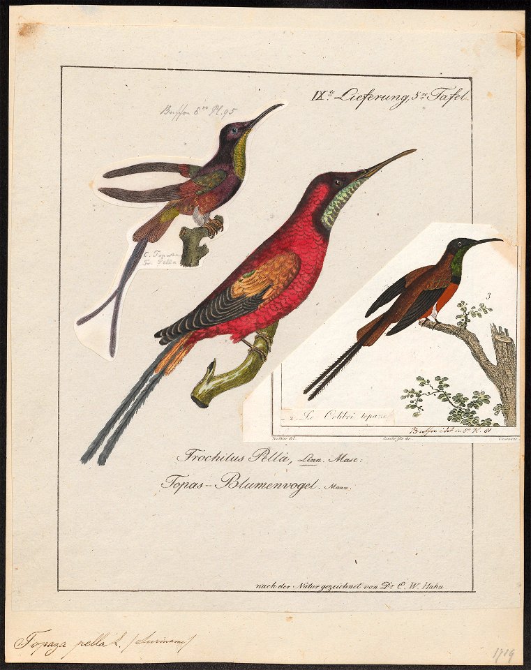 Topaza pella - 1700-1880 - Print - Iconographia Zoologica - Special Collections University of Amsterdam - UBA01 IZ19100239
