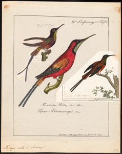Topaza pella - 1700-1880 - Print - Iconographia Zoologica - Special Collections University of Amsterdam - UBA01 IZ19100239