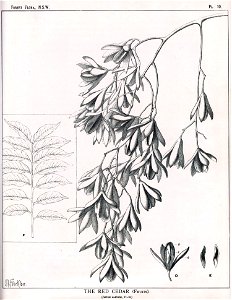 Toona ciliata01