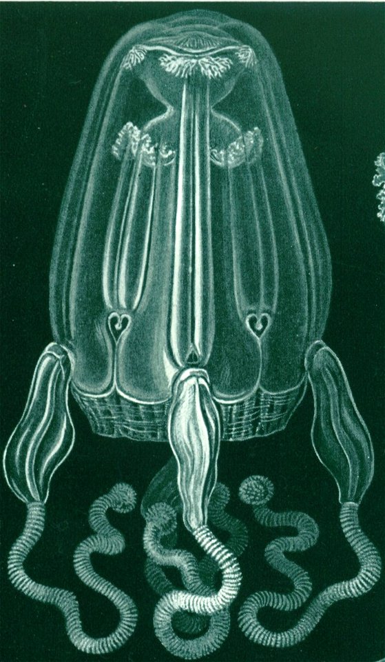 Top left detail, Haeckel Cubomedusae (cropped)