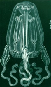 Top left detail, Haeckel Cubomedusae (cropped)