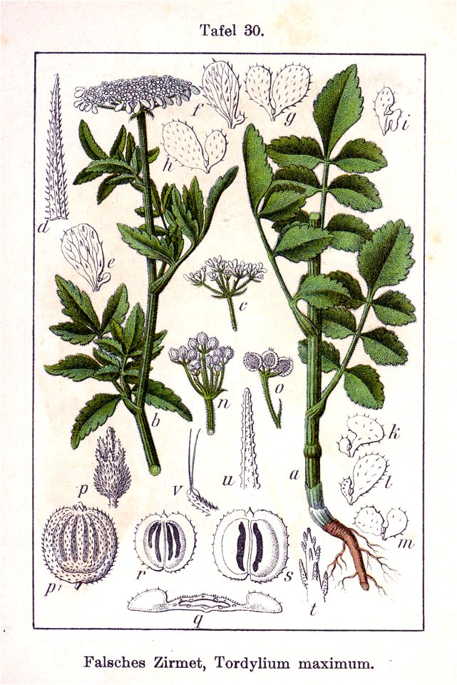 Tordylium maximum Sturm30