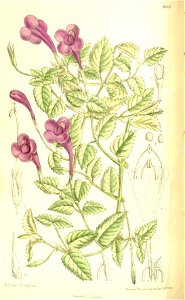 Torenia atropurpurea 137-8388