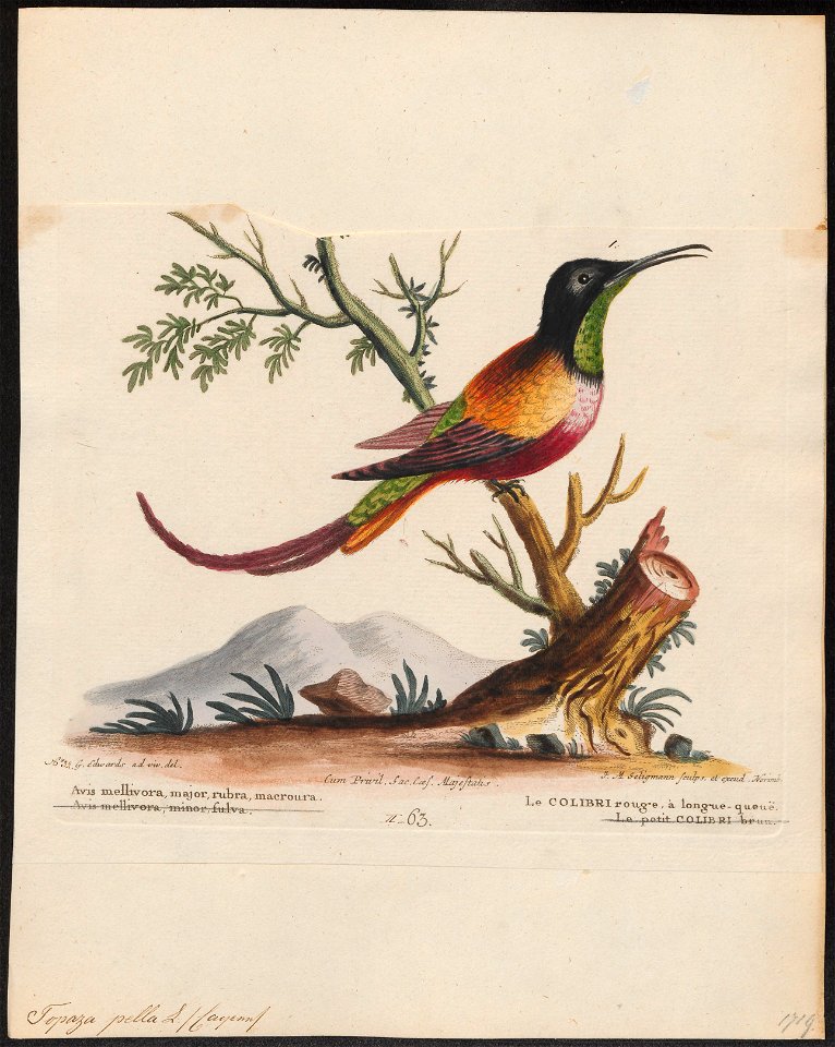 Topaza pella - 1700-1880 - Print - Iconographia Zoologica - Special Collections University of Amsterdam - UBA01 IZ19100233
