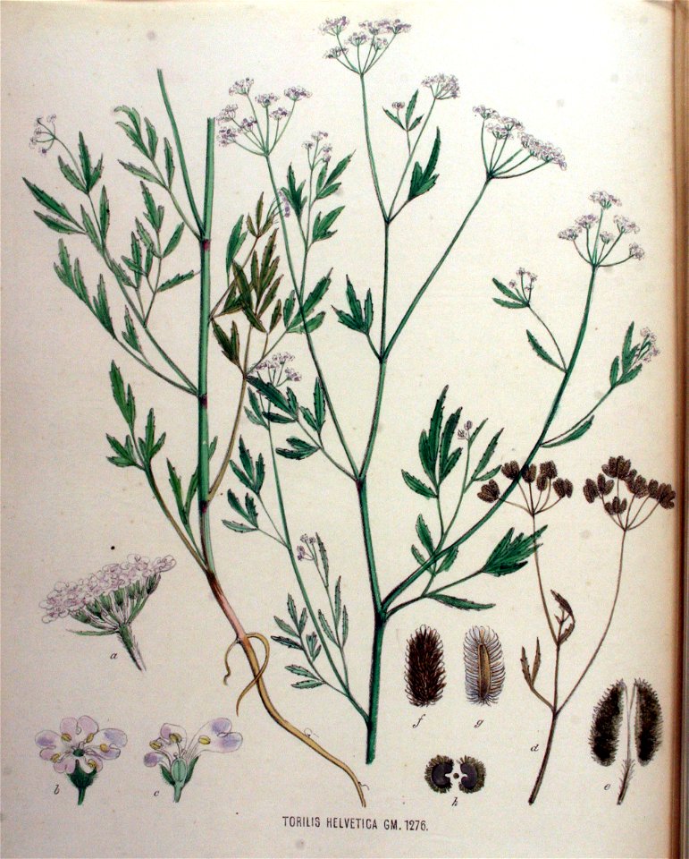 Torilis helvetica — Flora Batava — Volume v16
