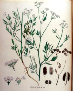 Torilis helvetica — Flora Batava — Volume v16