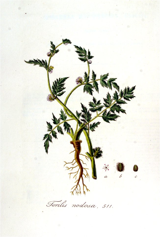 Torilis nodosa — Flora Batava — Volume v7