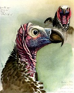 Torgos tracheliotusEYP05A