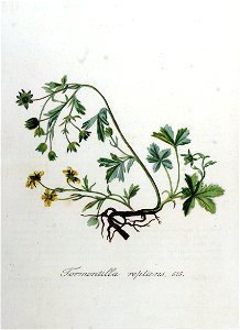Tormentilla reptans — Flora Batava — Volume v8