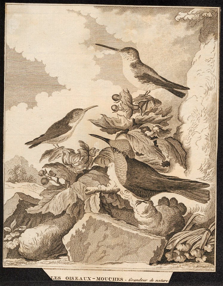 Topaza mellivora - 1700-1880 - Print - Iconographia Zoologica - Special Collections University of Amsterdam - UBA01 IZ19100247