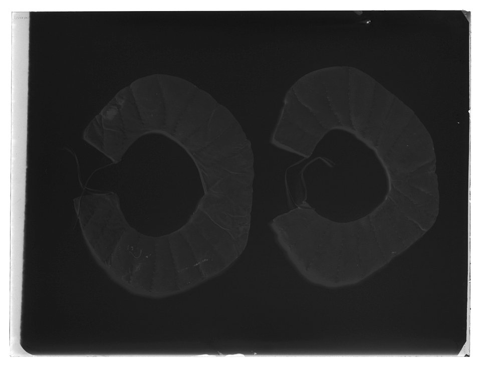 Tornerhalsputa - Livrustkammaren - 11226-negative
