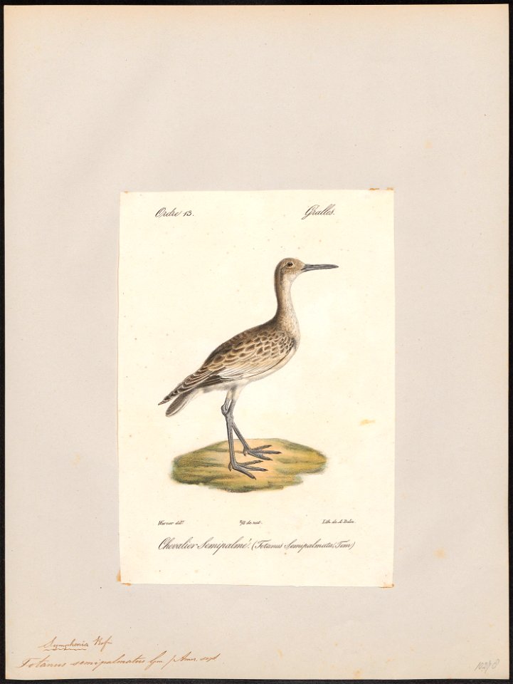 Totanus semipalmatus - 1842-1848 - Print - Iconographia Zoologica - Special Collections University of Amsterdam - UBA01 IZ17400133