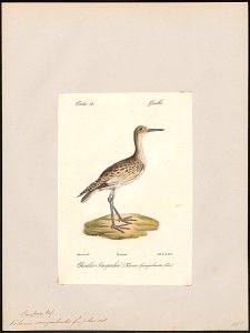 Totanus semipalmatus - 1842-1848 - Print - Iconographia Zoologica - Special Collections University of Amsterdam - UBA01 IZ17400133