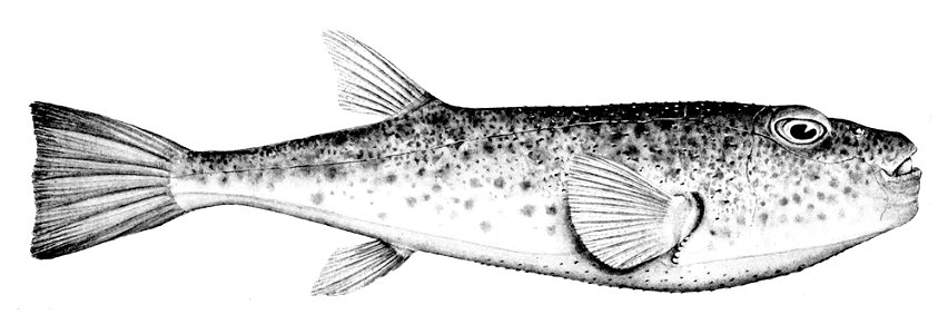Torquigener tuberculiferus