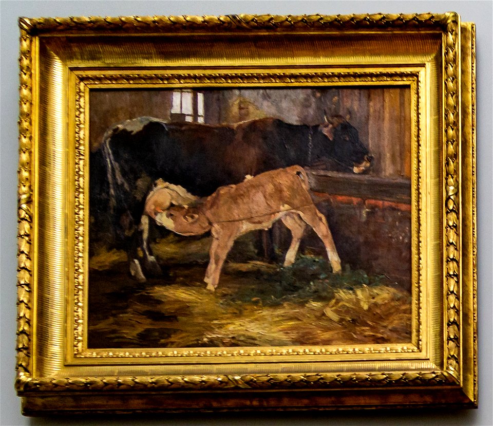 Tooby-Kuh mit Kalb im Stall DSC8849