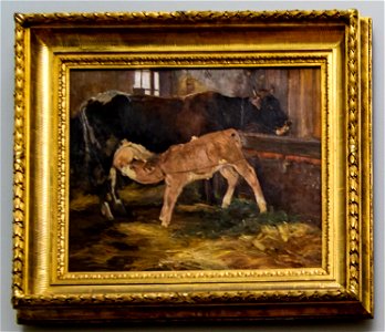Tooby-Kuh mit Kalb im Stall DSC8849