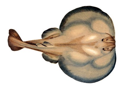 Torpedo nobiliana