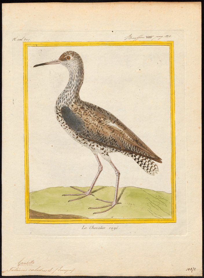 Totanus calidris - 1700-1880 - Print - Iconographia Zoologica - Special Collections University of Amsterdam - UBA01 IZ17400113