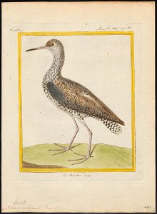 Totanus calidris - 1700-1880 - Print - Iconographia Zoologica - Special Collections University of Amsterdam - UBA01 IZ17400113